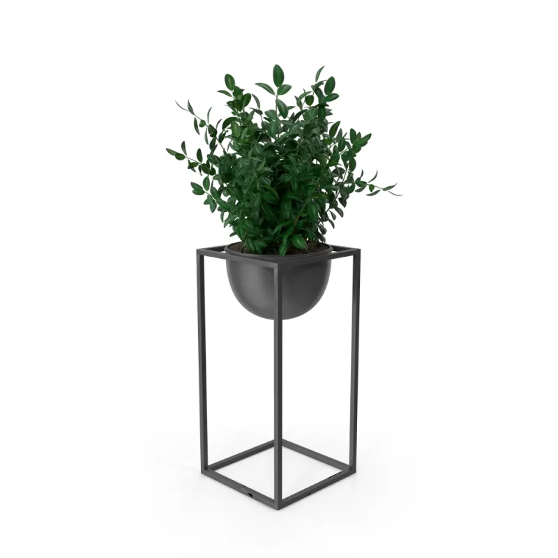 House Showpiece Plant